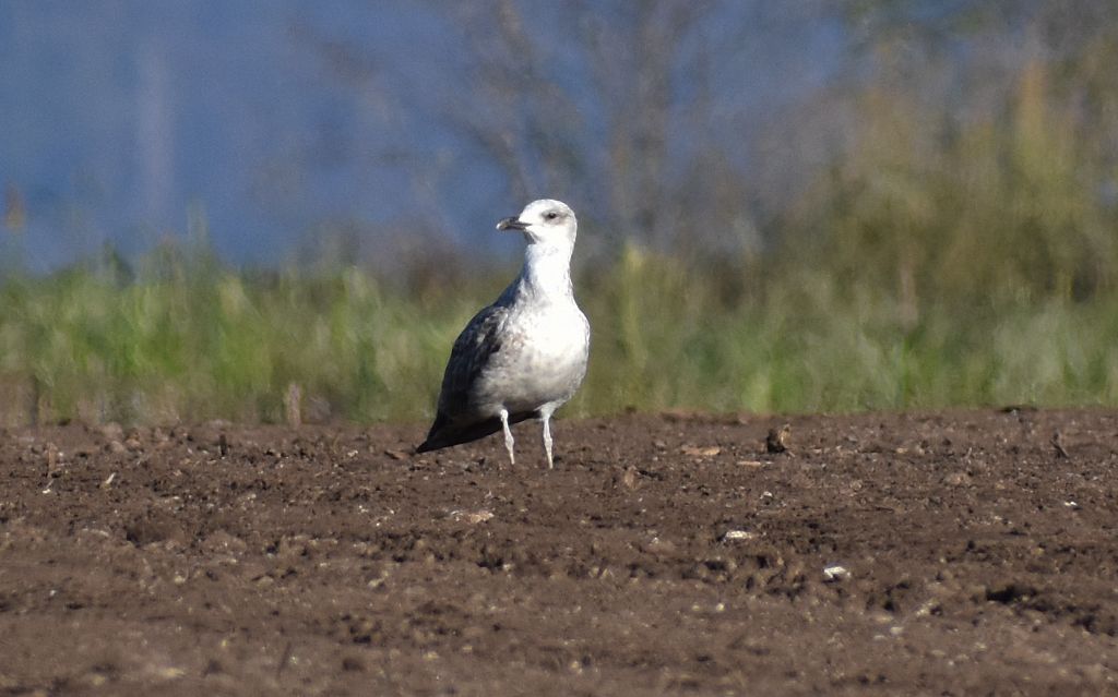 Quale gabbiano?  giovane Gabbiano reale (Larus michahellis)